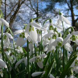 Joint membership gift voucher