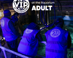 Gift Ticket - Behind the Scenes at The Aquarium Tour - ADULT