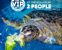 Gift Ticket - Feed The Turtle at The Aquarium [2 people]