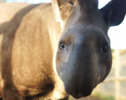 Tapir Animal Experience Gift