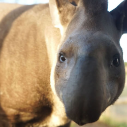 Tapir Animal Experience Gift