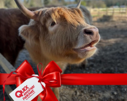 Highland Cow Experience