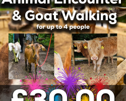 Goat Walking & Animal Encounter for 4