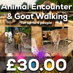 Goat Walking & Animal Encounter for 4