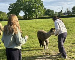 Alpaca Meet and Greet - Family