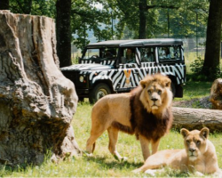 BRONZE VIP SAFARI TOUR VOUCHER