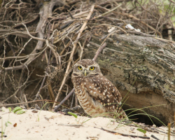 Burrowing Owl Encounter