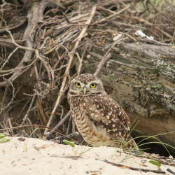 Burrowing Owl Encounter