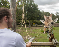 Giraffe Experience for two