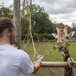 Giraffe Experience for two