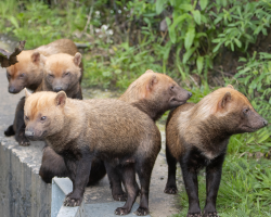 Bush Dog Experience for two