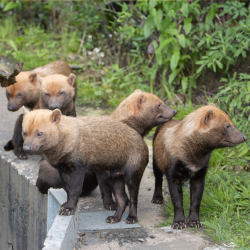 Bush Dog Experience for two