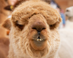 Child Alpaca Walk Gift Vouchers