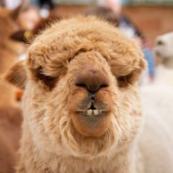 Child Alpaca Walk Gift Vouchers