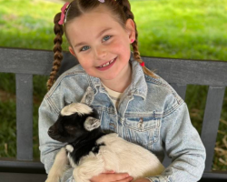 x3 for Goat Cuddles & Playtime