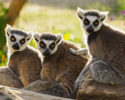 Gift Voucher - Animal Carer Experience - 2 People