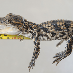 Voucher - Experience - Junior Crocodile Keeper