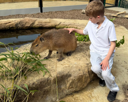 Gift: CAPYBARA EXPERIENCE - 1 person