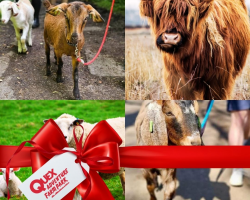 Goat Walking & Animal Encounter for 4