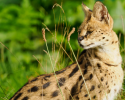 Gift Voucher - Junior Animal Carer Experience - 2 People