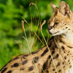 Gift Voucher - Junior Animal Carer Experience - 2 People