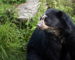 Bear Experience for the Family