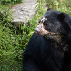 Bear Experience for the Family