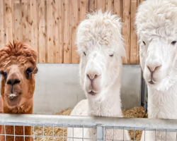 Alpaca Experience For One