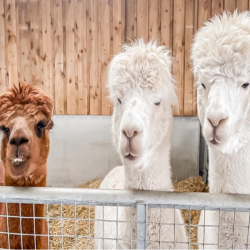 Alpaca Experience For One