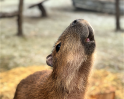 Capybara Encounter 1 person