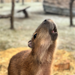 Capybara Encounter 1 person