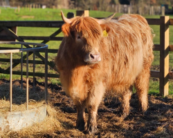 Highland Cow & Afternoon Tea Experience for 2