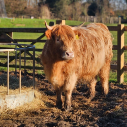 Highland Cow & Afternoon Tea Experience