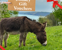 Clovelly Donkey Friendship Gift Voucher