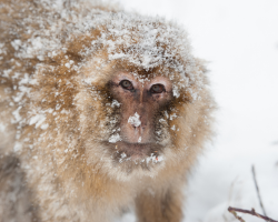 Private Tours: Winter Walks With Monkeys!