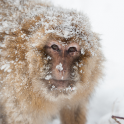 Private Tours: Winter Walks With Monkeys!