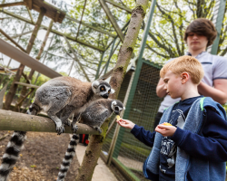 Meerkat and Lemur Experience