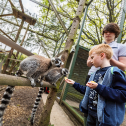 Meerkat and Lemur Experience