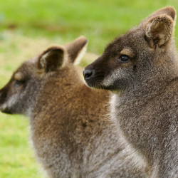 Gift Voucher - Junior Animal Carer Experience - 1 Person