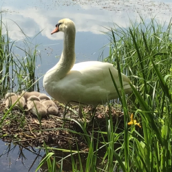 Season Ticket Holder Adult plus Carer  Voucher