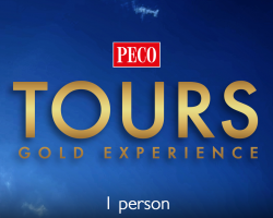Gold Experience Gift Voucher