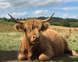 Highland Cow Experience - For 4 (GV)