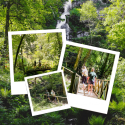 Canonteign Falls Guided Walk & History Tour with Cream Tea for Two