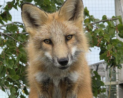 Fox Experience