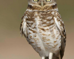 Burrowing Owl Encounter 2 person GV