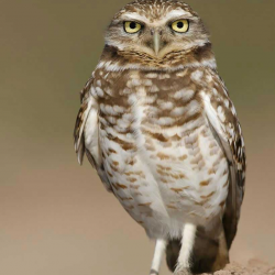 Burrowing Owl Encounter 2 person GV