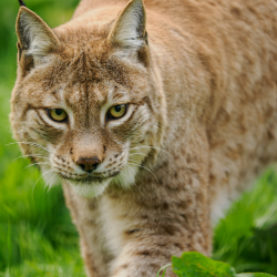 Gift Voucher - Animal Carer Experience - 2 People