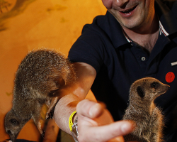 Meerkat Experience