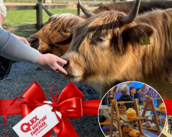 Highland Cow & Bubbly Afternoon Tea Experience
