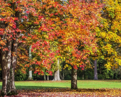 Gift Voucher - Historic Parkland & Arboretum Tour for one Senior (60+)